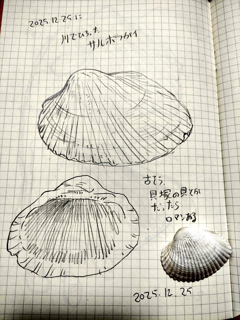 貝殻 