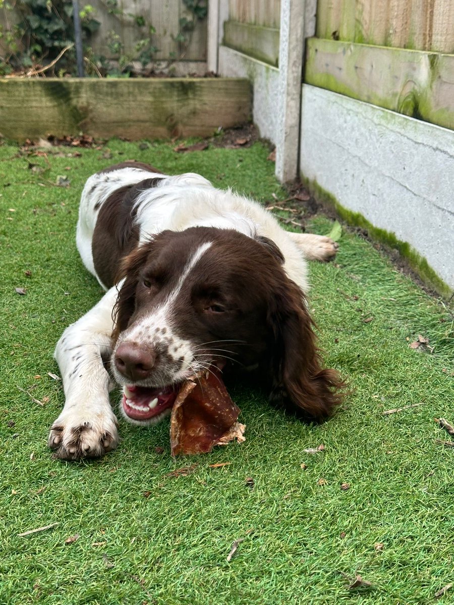 Retired Police Dogs Merseyside tweet media