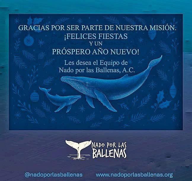 nadoXballenas's tweet photo. ¡EL MEJOR REGALO ES LA VIDA! 🐋🎄

En esta Navidad, celebramos la magia de encuentros como este. Cada salto de una ballena jorobada es un reflejo de la belleza que logramos proteger cuando nos unimos por una causa.
Gracias por caminar (y sobre todo nadar) a nuestro lado este 2025 https://t.co/H5URKXThIm