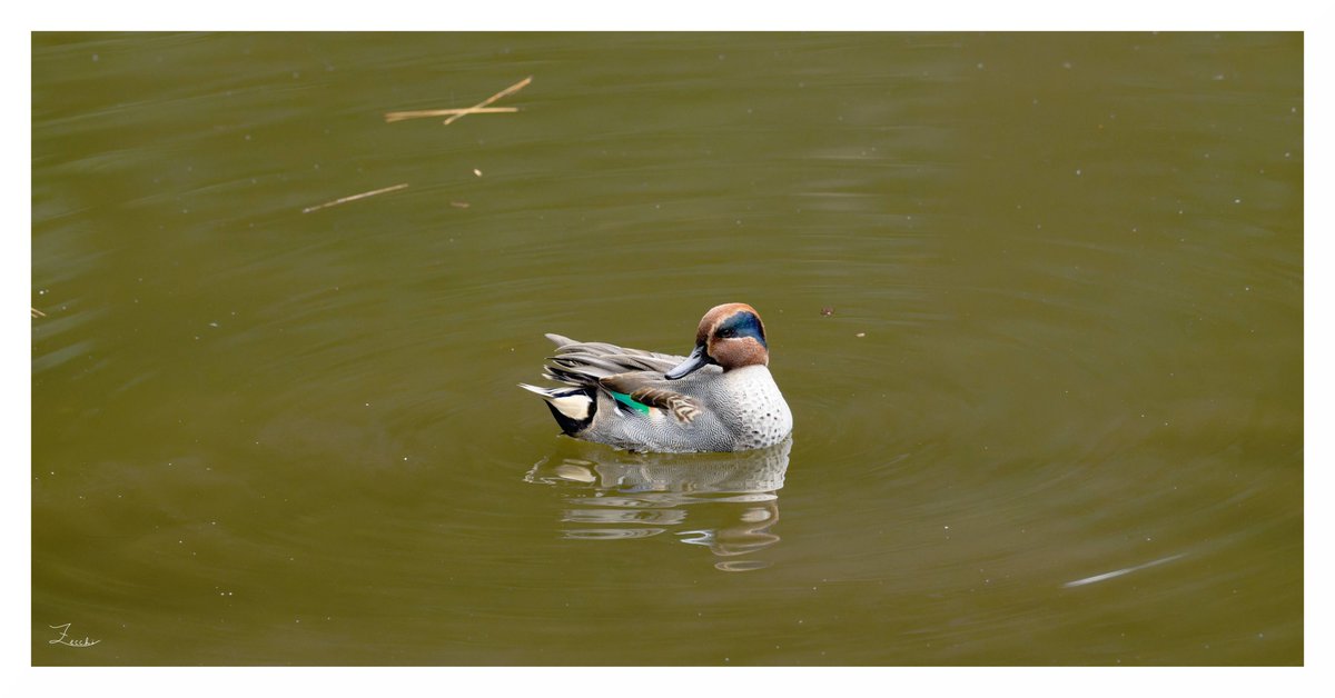 「カメラすき♥️マロン」 Leica】365日後にレンズを買うスタッフの冒険記 第4話「ズマロン M35mm