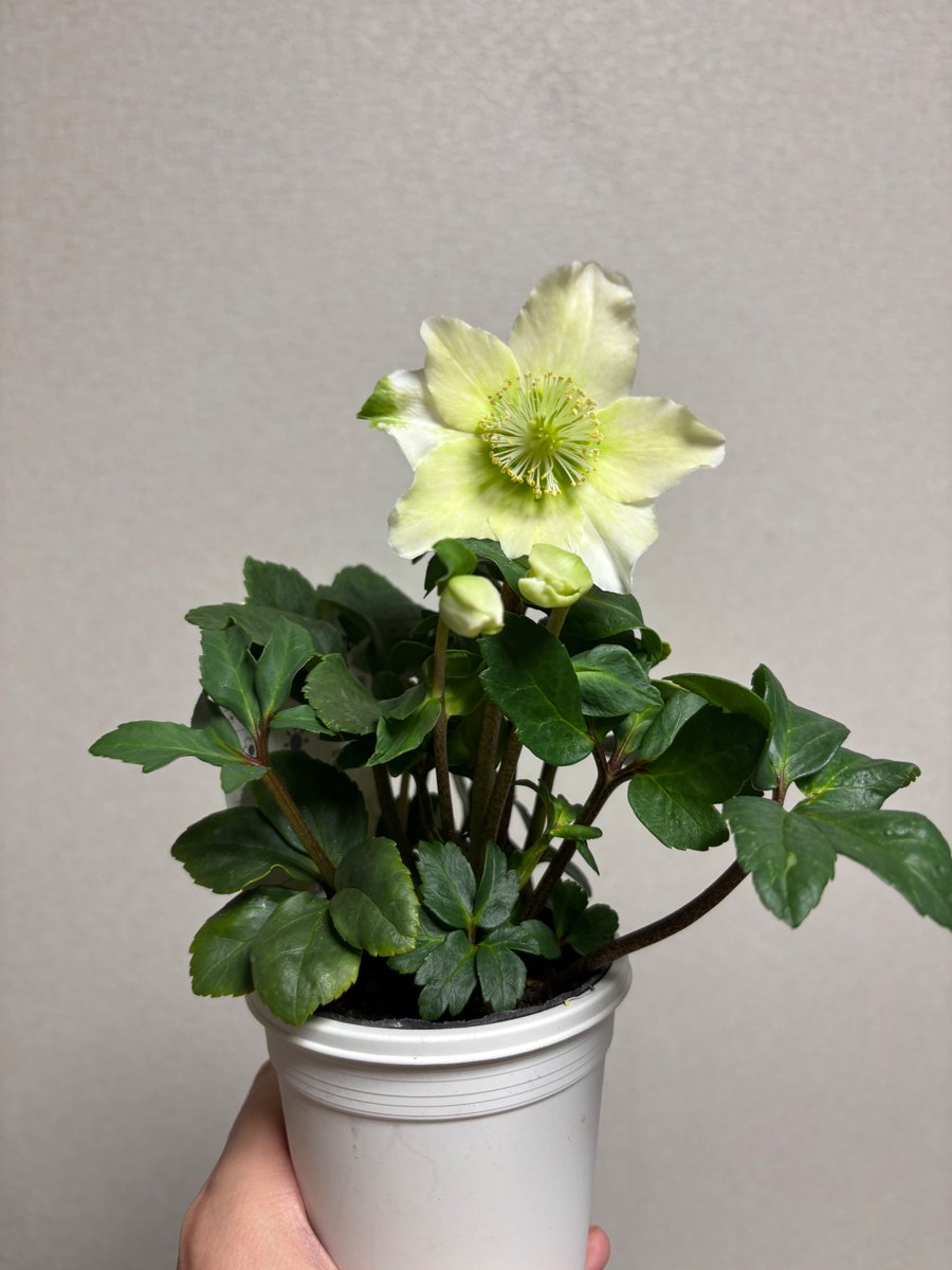 siki_latte's tweet photo. 北国の冬は盆栽をしまっているので
花を鑑賞。
部屋が暖かいのでクリスマスローズを購入して翌日に花が開花
今日と言う日には良いタイミングです https://t.co/e4rRCXUi1s