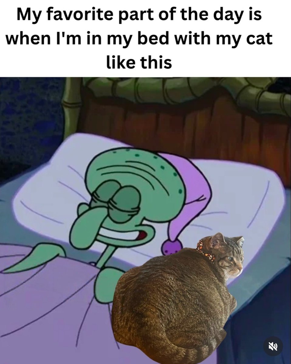 catsareblessing's tweet image. 