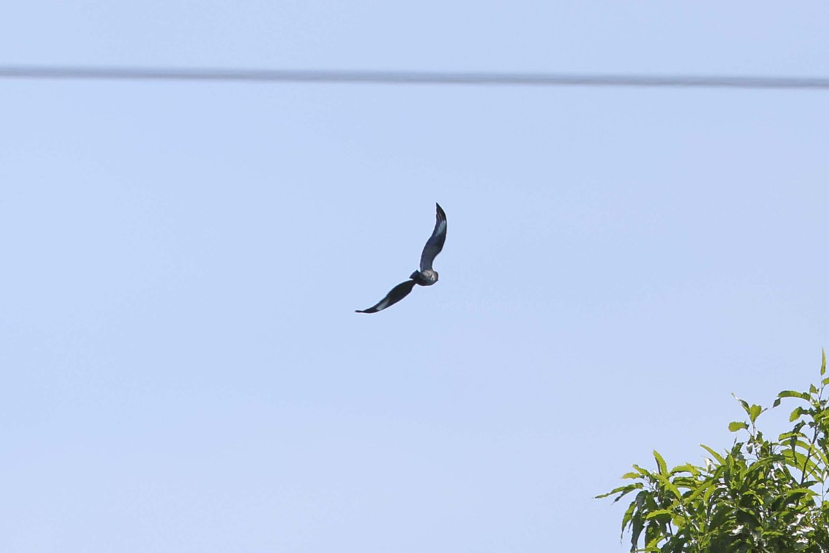 今年の振り返り 5月も主役は渡り途中に公園に寄った夏鳥たち。日本海側