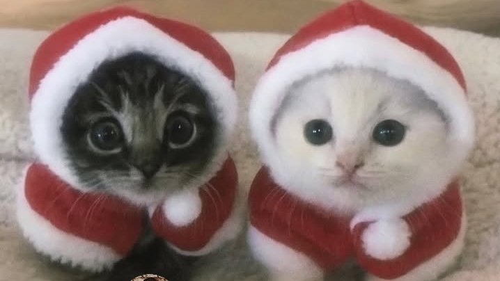 merry christmas gang