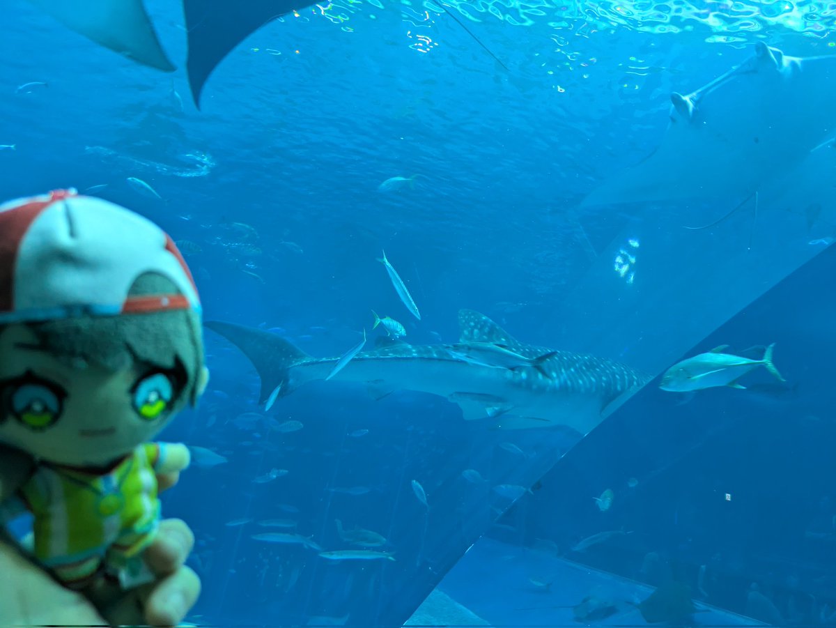rin_mi_mo's tweet photo. そういえば前にスバルちゃんが行ったって話してた水族館行ってジンタくん見てきたよ！
相変わらず大きかったしスバルちゃんがお話してた実際の姿見れて嬉しかった！
 #リプ返すばる https://t.co/sY4H6e5SJS