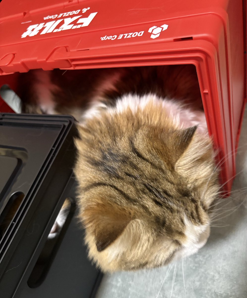 ドズル社猫ハウス来た