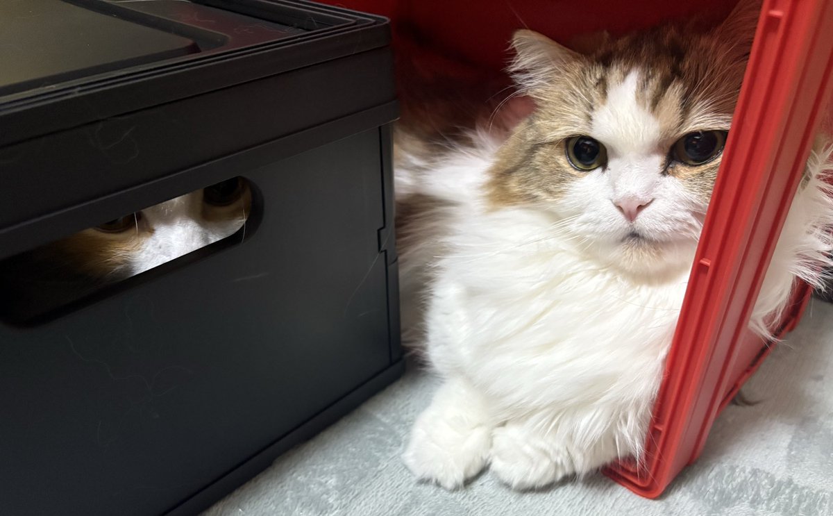 ドズル社猫ハウス来た