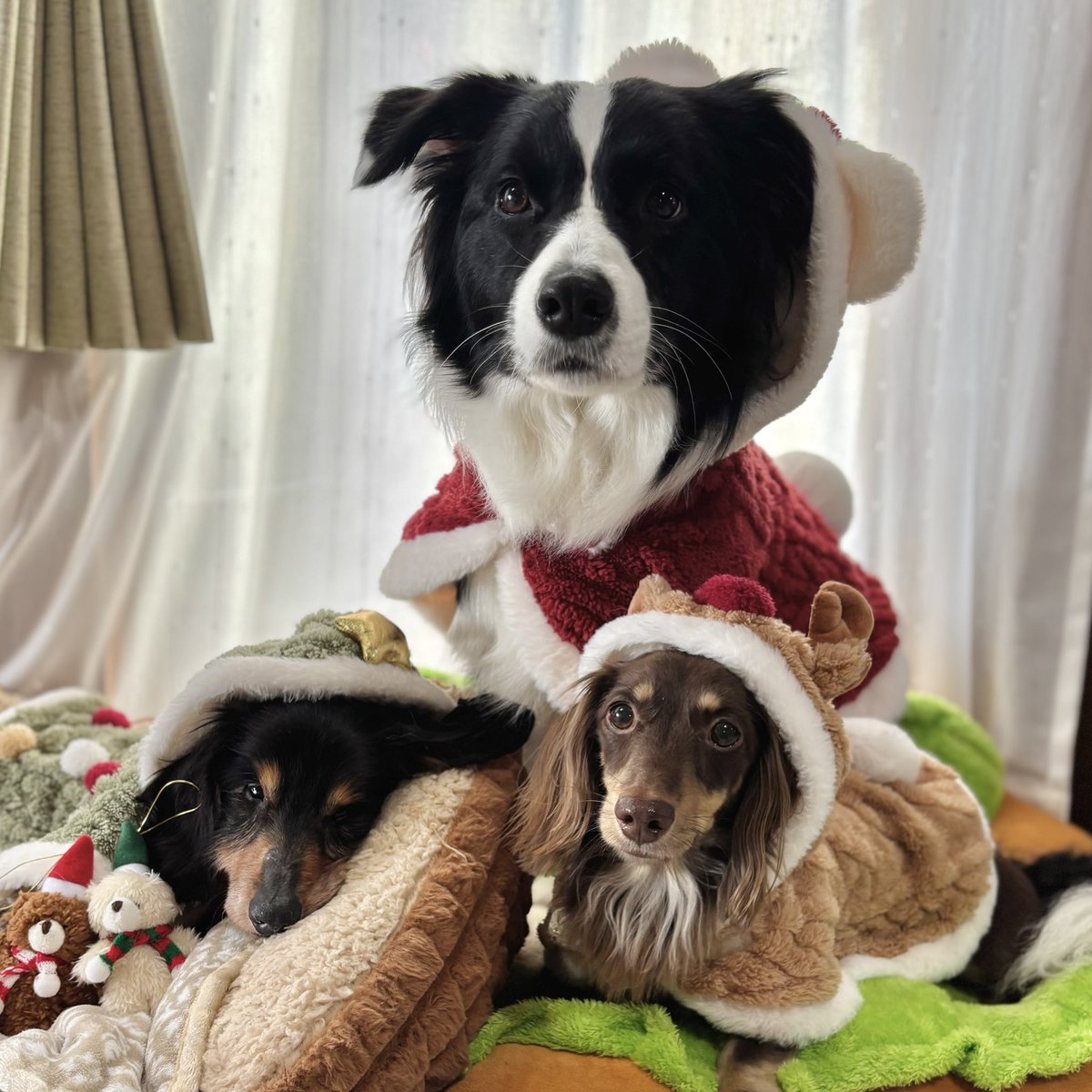 _ripperroo's tweet photo. 愛しい愛犬たち＆がんばって作ったご飯です🎄 https://t.co/bNVxOvDAVj