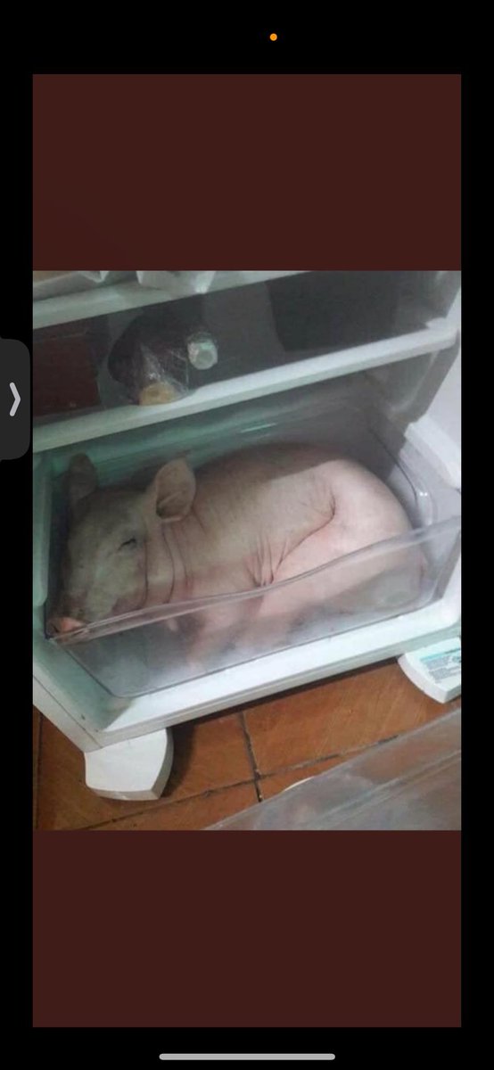 Ya está reposando y descansando para su aparición estelar en Nochevieja