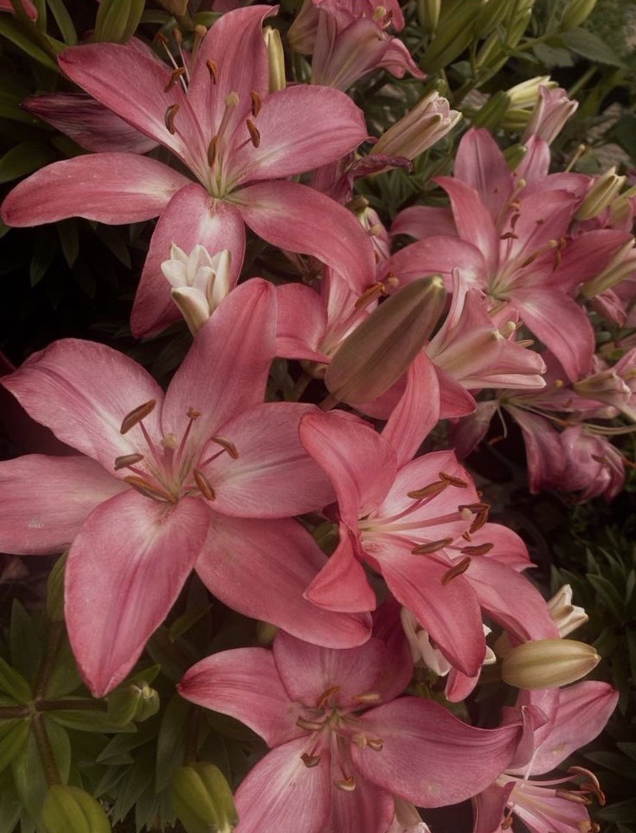 i3Moment's tweet image. Lilies