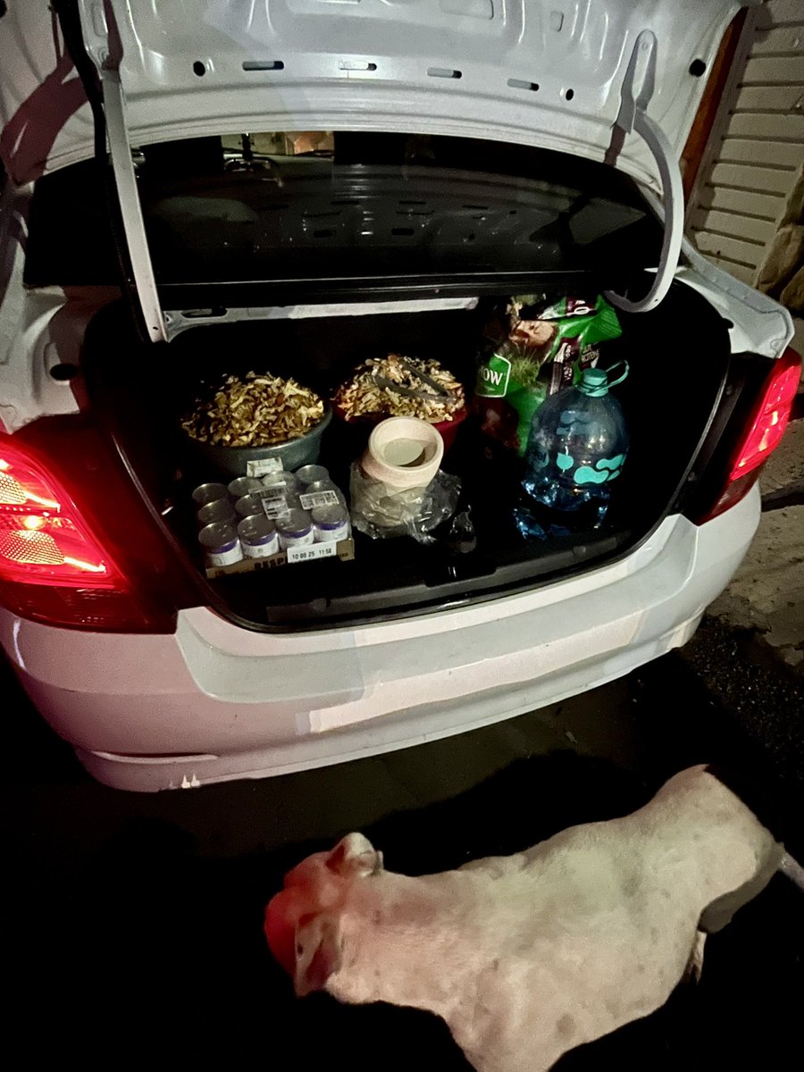 EscuadronSalchi's tweet photo. Queridos amigos 🐾
Así dio inicio el recorrido de Nochebuena de Santa de los Callejeritos🐾🎅 y sus ayudantes. 
Pollito🍗  desmenuzado y el trineo cargado en camino a repartir la cena a la primera manada 🤎🎄 https://t.co/ysZddbcpvJ
