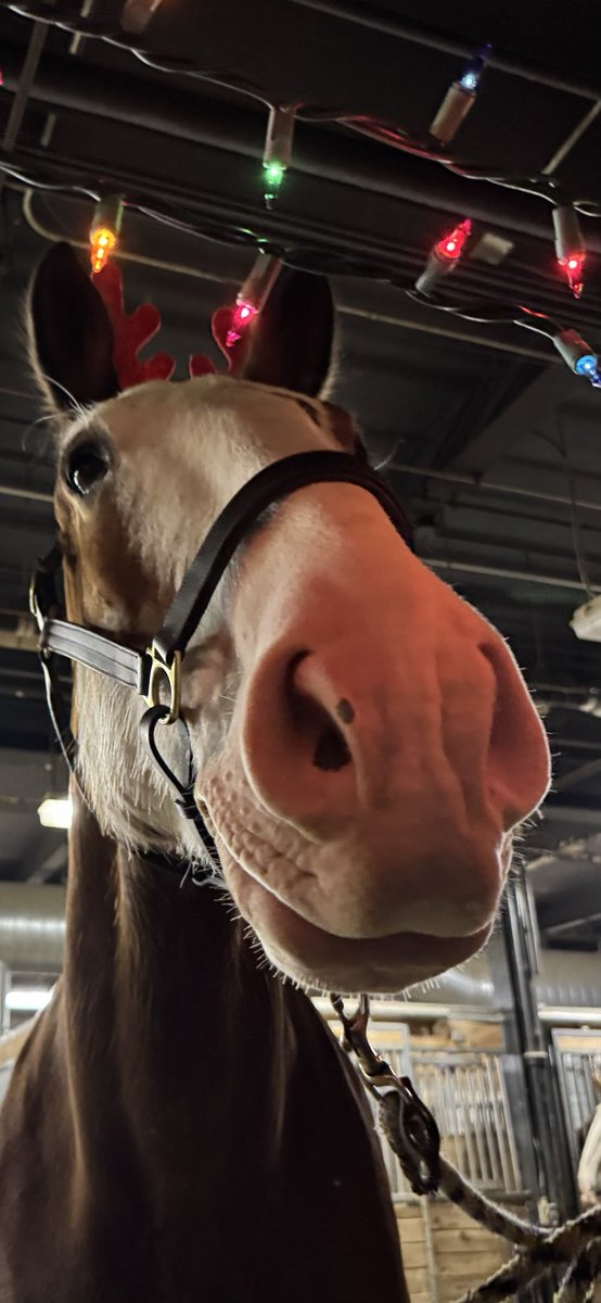 Toronto Police Mounted Unit tweet media