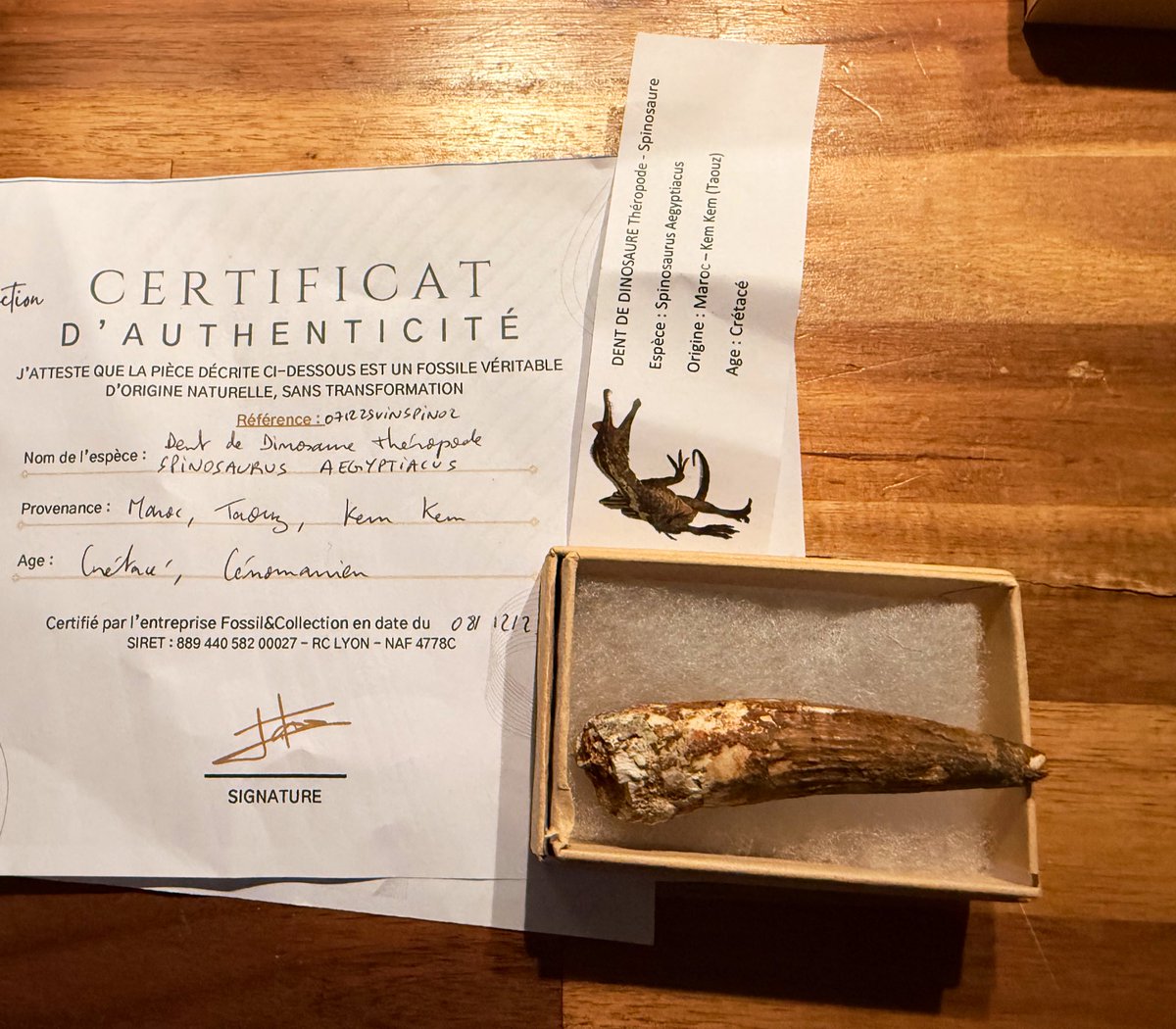 my gf got me a spinosaurus tooth 😩