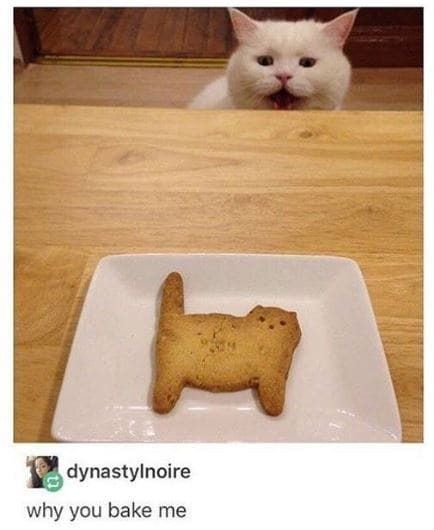 TweetsOfCats's tweet image. 