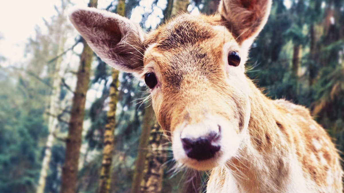 Dr. Zanaida Stewart Robles tweet media