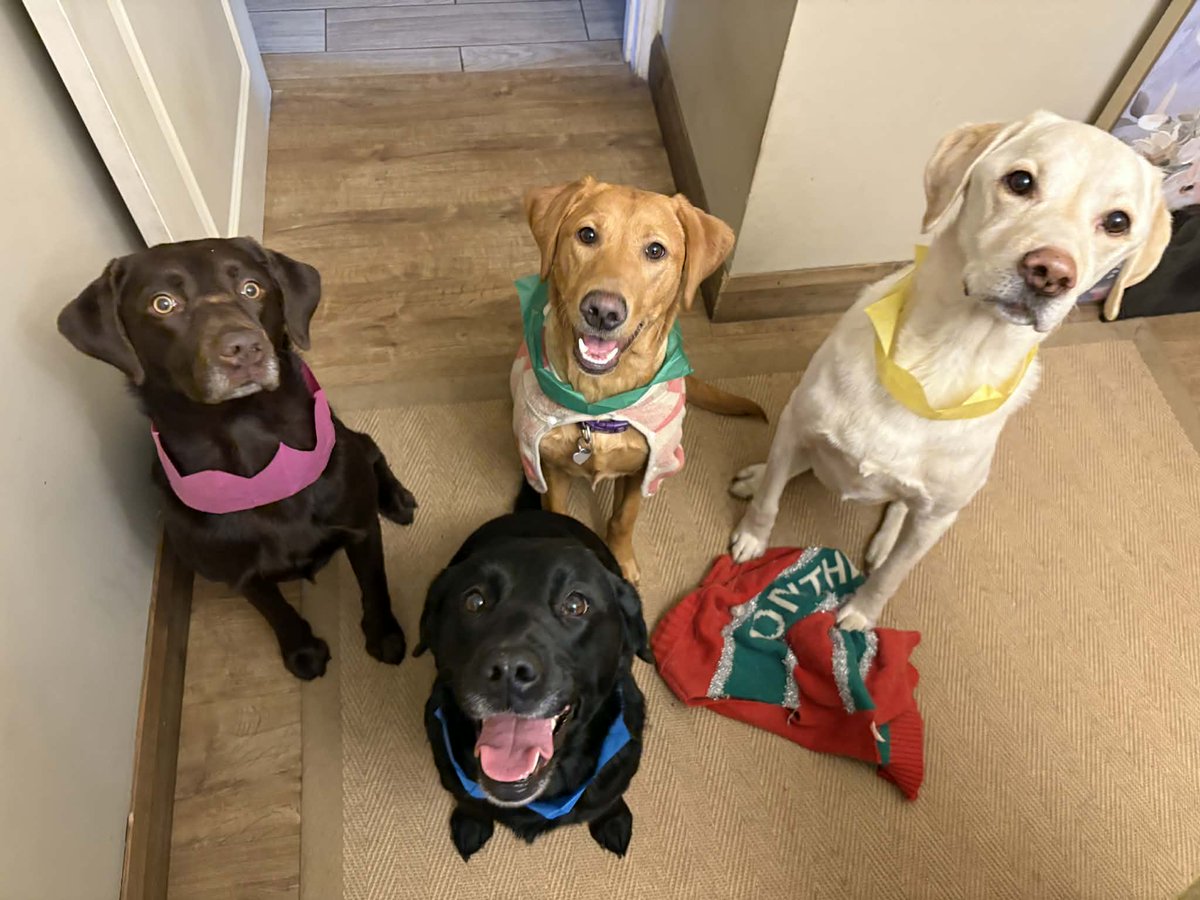 YatesHeidi's tweet photo. My babies in their Christmas Hats https://t.co/x8dOykRkqE