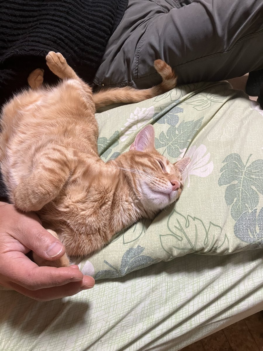toraziro_cat's tweet photo. パパの横で撫でられてたら気持ちよくなってお腹見せて寝ちゃった猫 https://t.co/XHd3SKNgM7