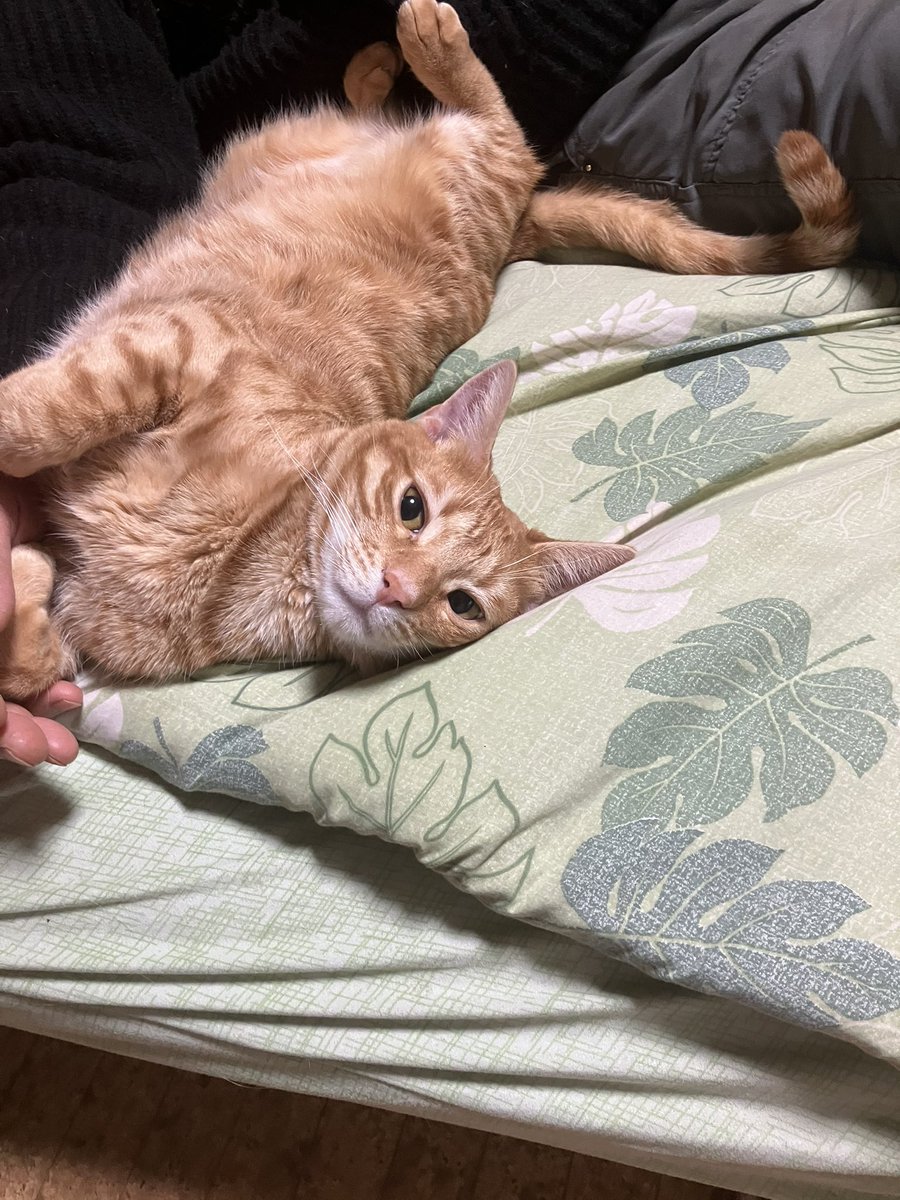 toraziro_cat's tweet photo. パパの横で撫でられてたら気持ちよくなってお腹見せて寝ちゃった猫 https://t.co/XHd3SKNgM7