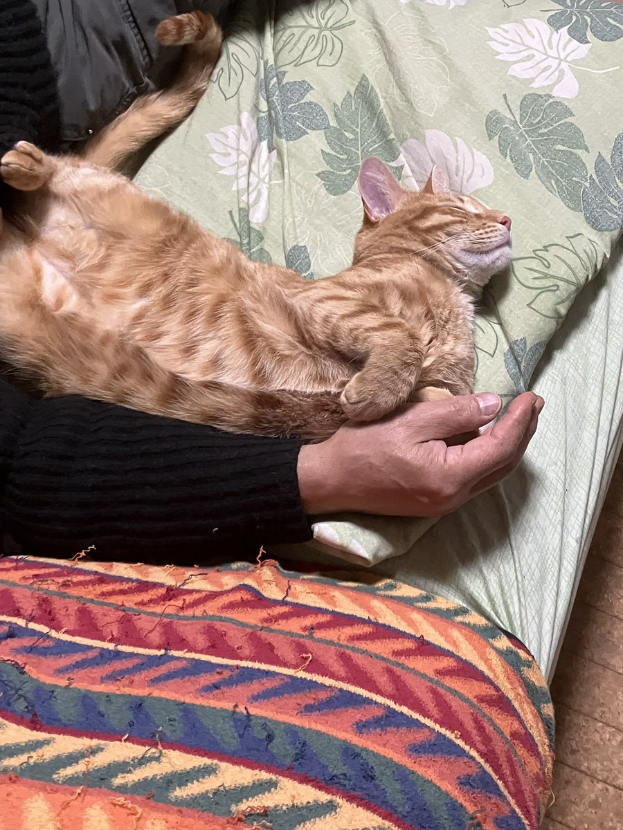 toraziro_cat's tweet photo. パパの横で撫でられてたら気持ちよくなってお腹見せて寝ちゃった猫 https://t.co/XHd3SKNgM7