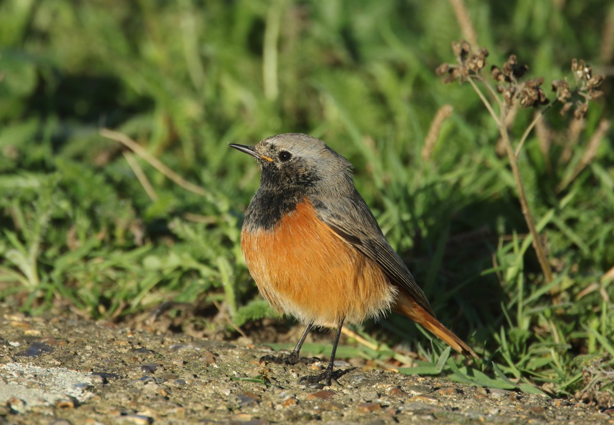 Peter Ransome tweet media