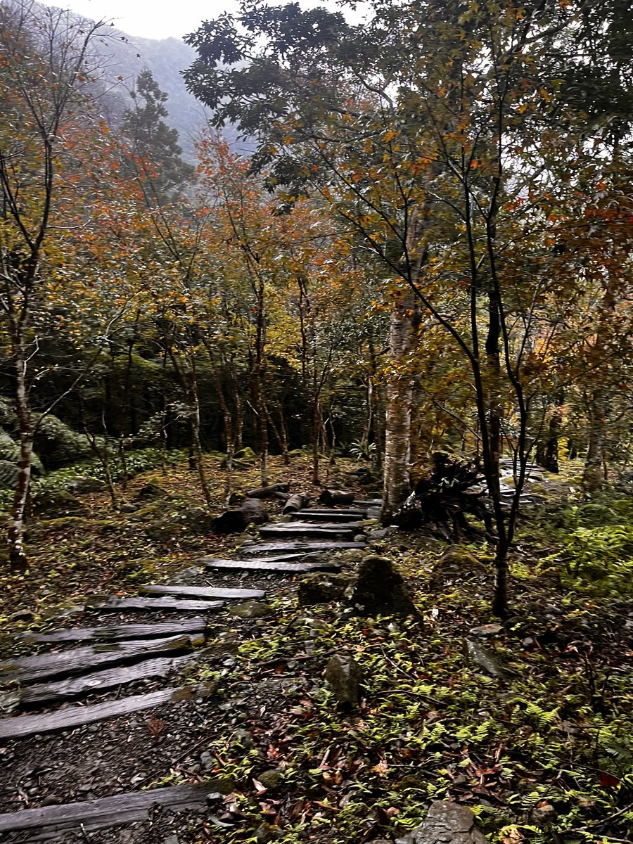 今天跟赫姆下雨天爬山
.
.
.
.
.
.
.
然後遇到山豬（但沒拍到）