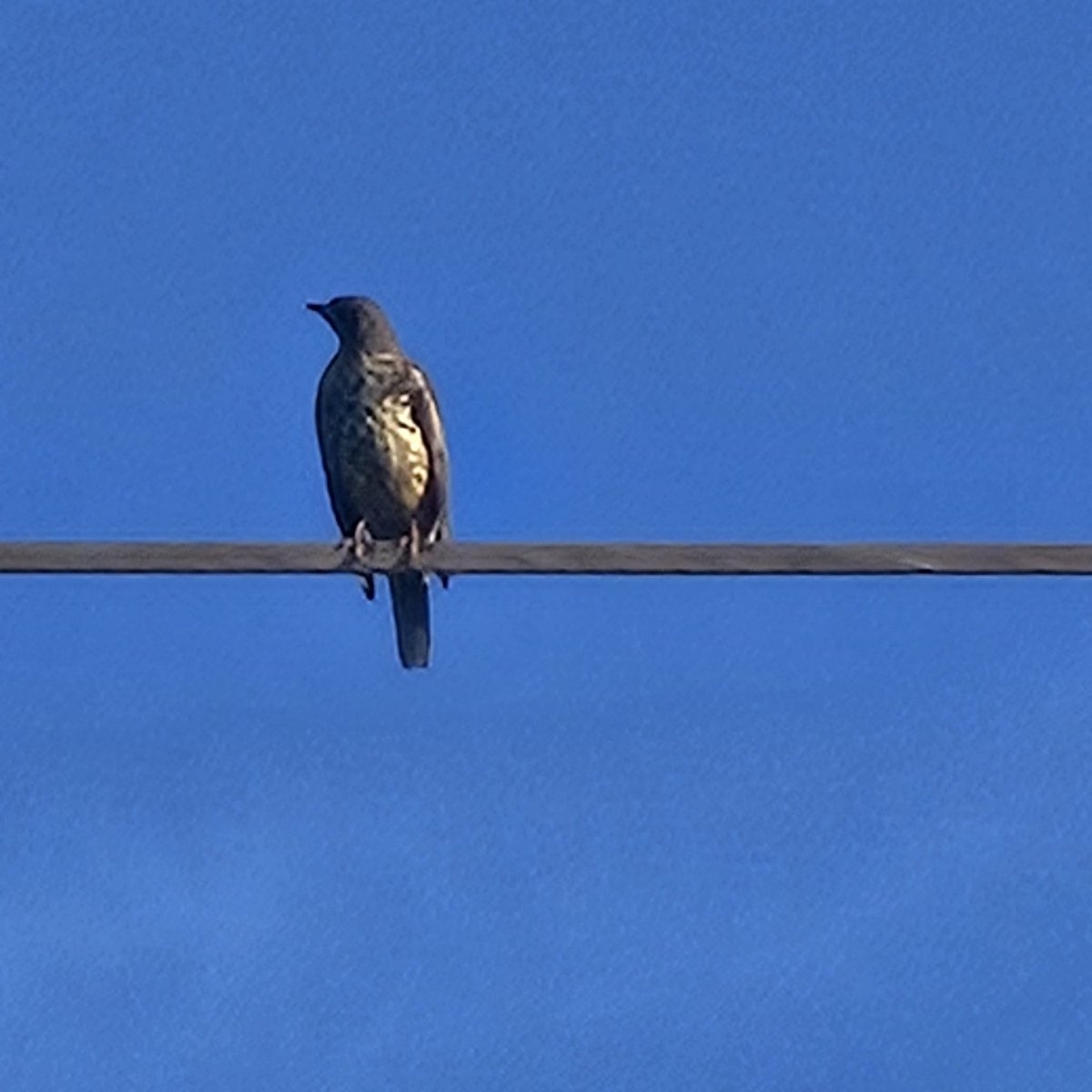 David Griffiths tweet media