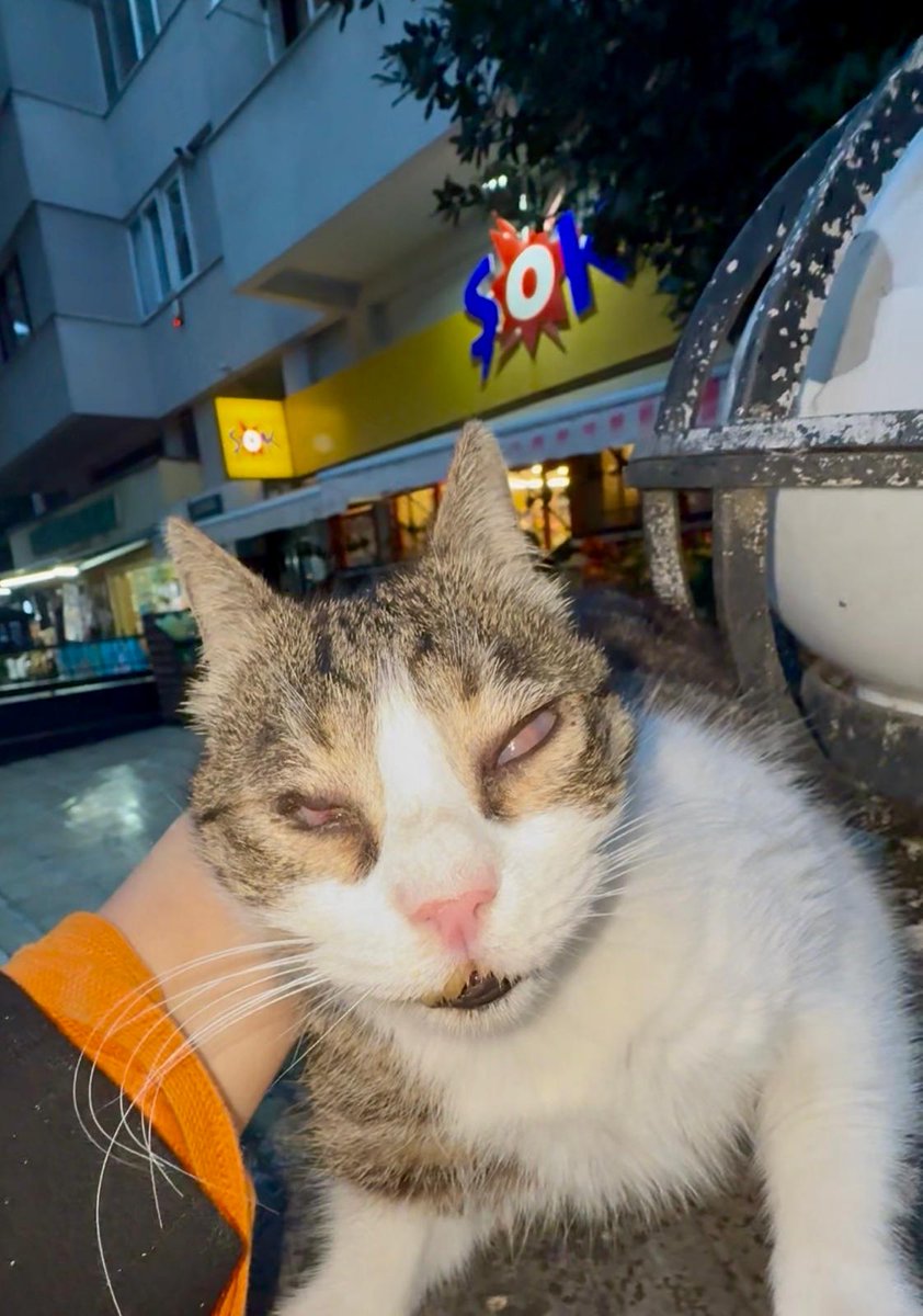 Kör ve Sokağa Terk Edilmiş 
Marketin önüne sokağa kör bir kedi terk edilmiş. Yan taraf vızır vızır cadde. Dişi, kısır değil,yumuşak huylu.Kisirlastirilmasi tarafımızdan belediyede yaptırılacak. Acil yuva arıyoruz.Bu şekilde hayatta kalması imkansız. 
Kadıköy Göztepe 0532 2851717