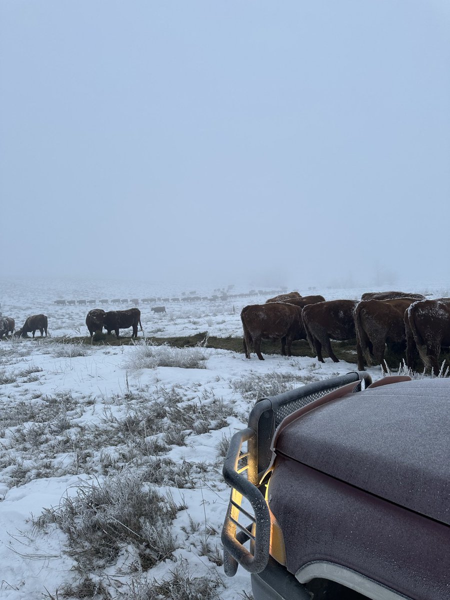 schrieferranch's tweet image. Merry Christmas from our foggy chow line to yours! Hope that the only thing stronger than your coffee is your faith this morning! Thanks for all infotainment and follows this year. #GodBlessYou #justranchin