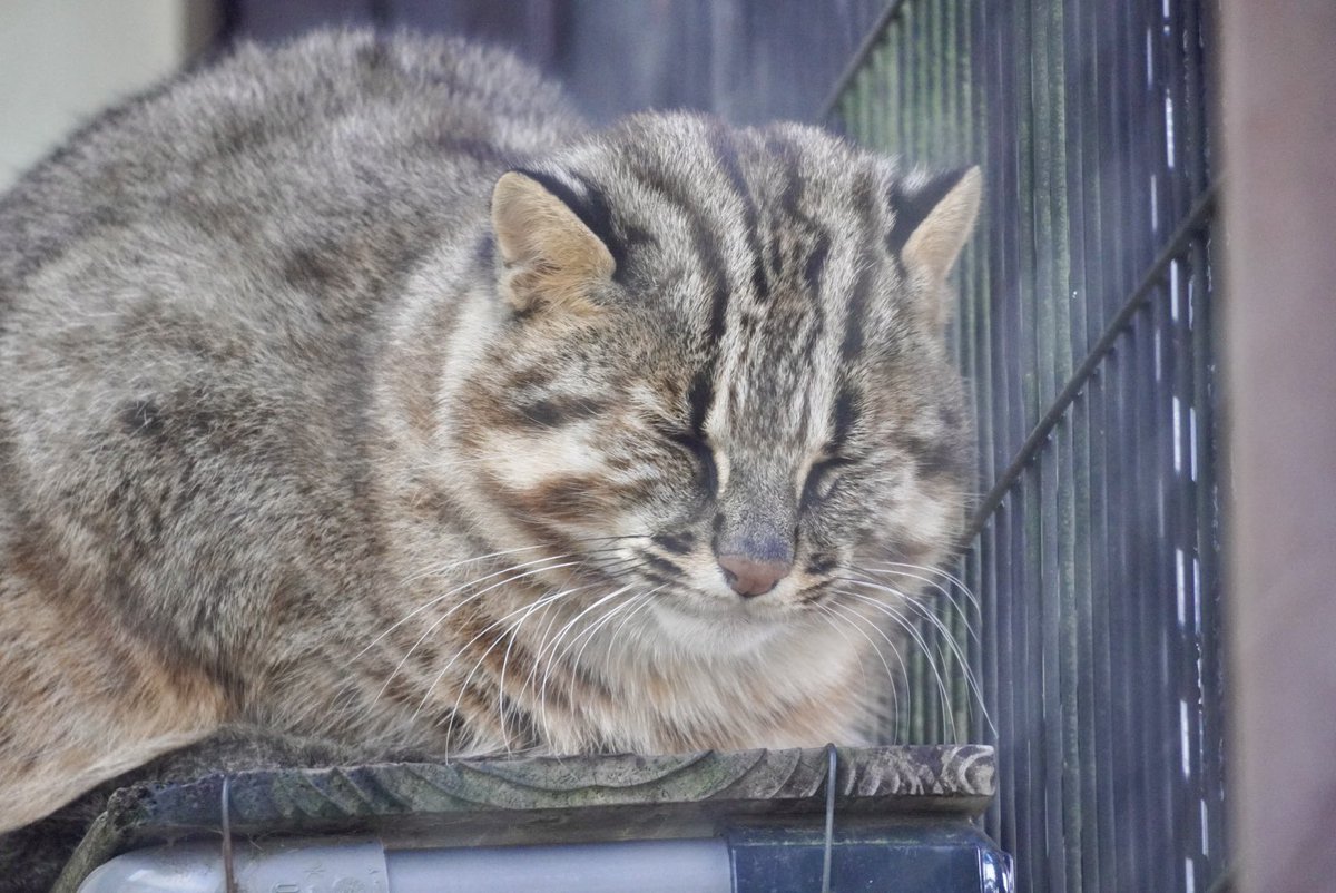りょうくんでおやすみなさい⭐

この時東山に来てまだ1週間くらい
すやすや寝ていました💤
ゆっくり慣れてね
2025.12

#りょう　#ツシマヤマネコ
#東山動物園