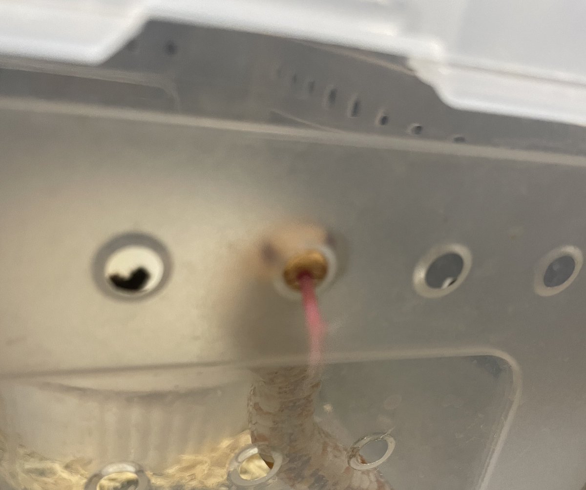 面白いことやってる😛
#セイブシシバナヘビ
