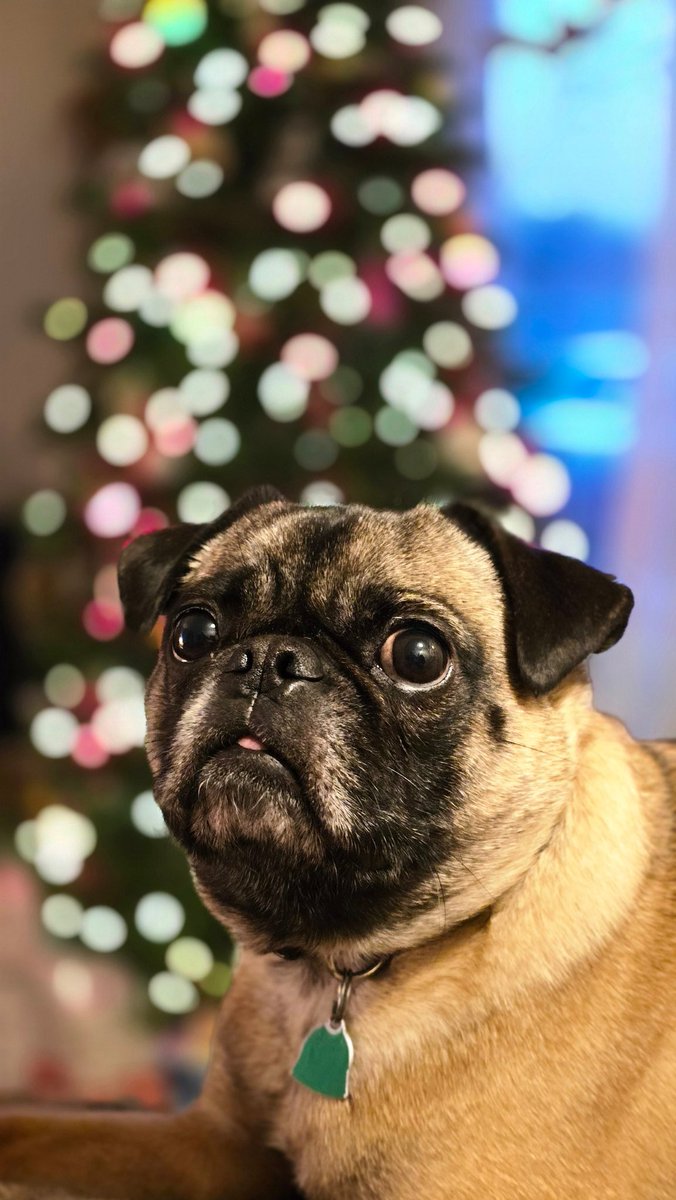 Raildogs Bullpen tweet media