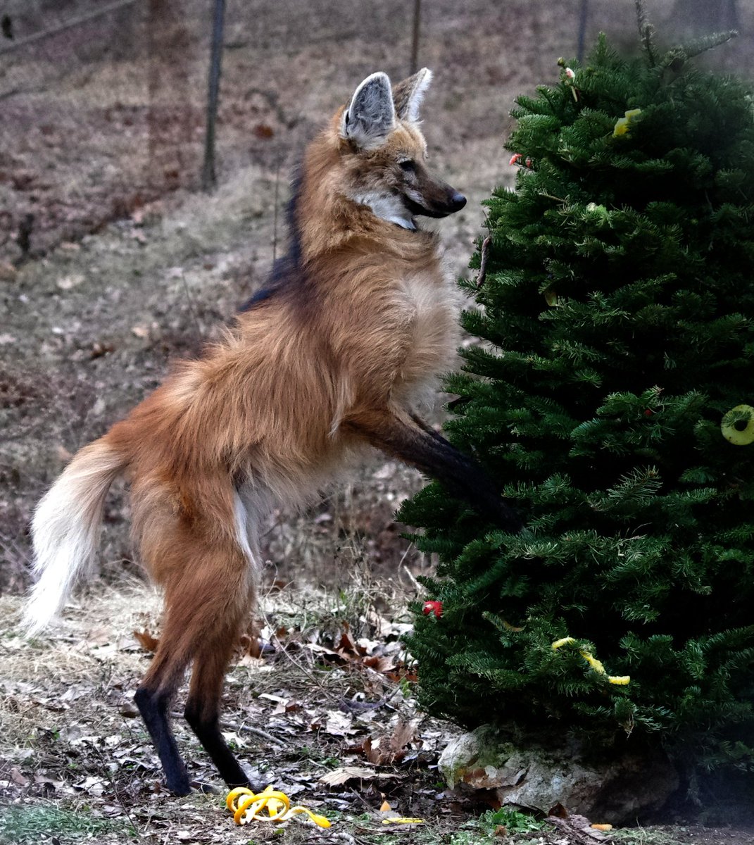 EndangeredWolfCenter tweet media