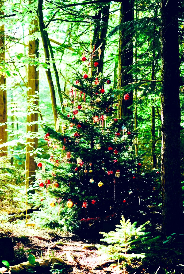 Merry Christmas Bittensor Family!
May all who ask, seek, and knock find #Bittensor | $TAO | #Chutes. Like Buddha under the tree, all roads lead to $TAO. Slowly, then suddenly, into infinite possibilities 🙏🏿  
Bittensor.com | Chutes.ai | <a href="/chutes_ai/">Chutes</a>