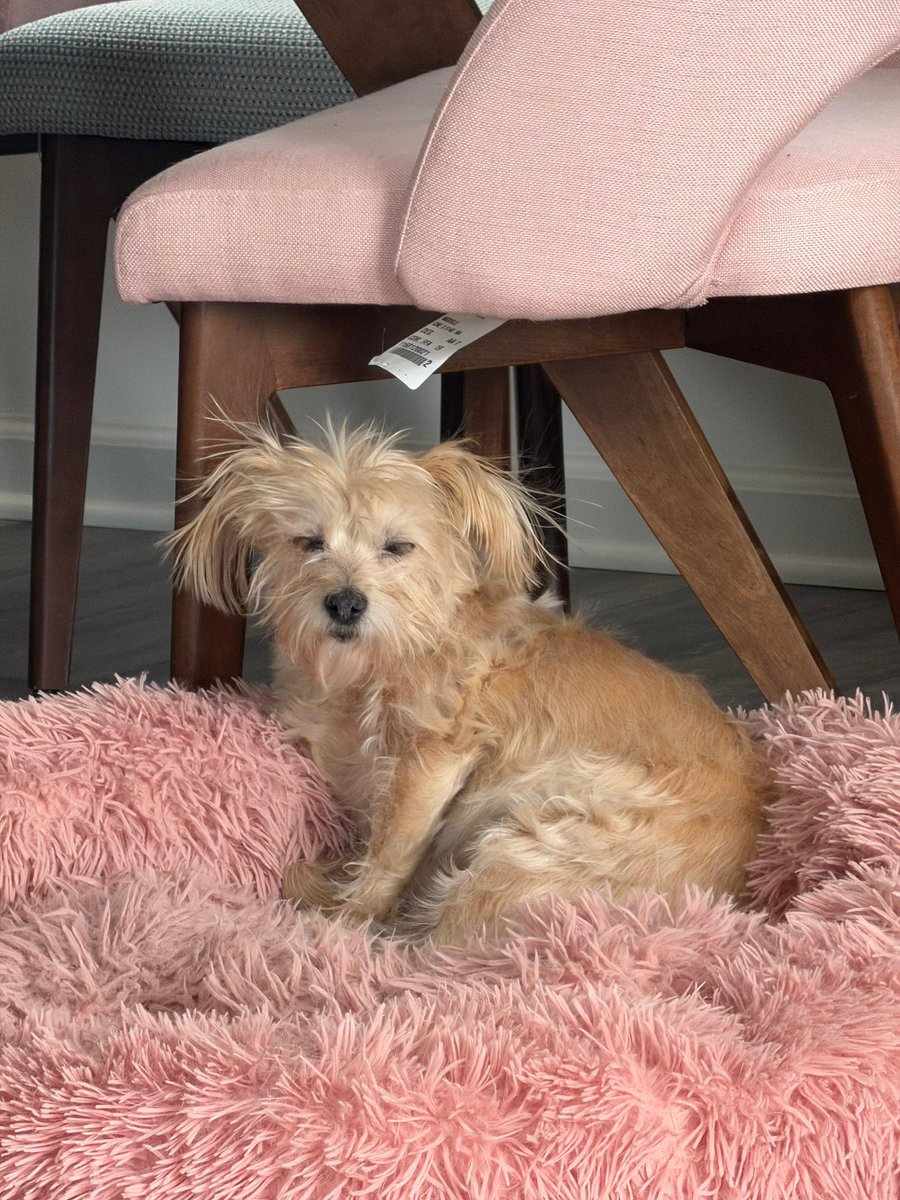 The JohnJohn and Luna and baby Bacon 🇮🇱💙🤍 tweet media