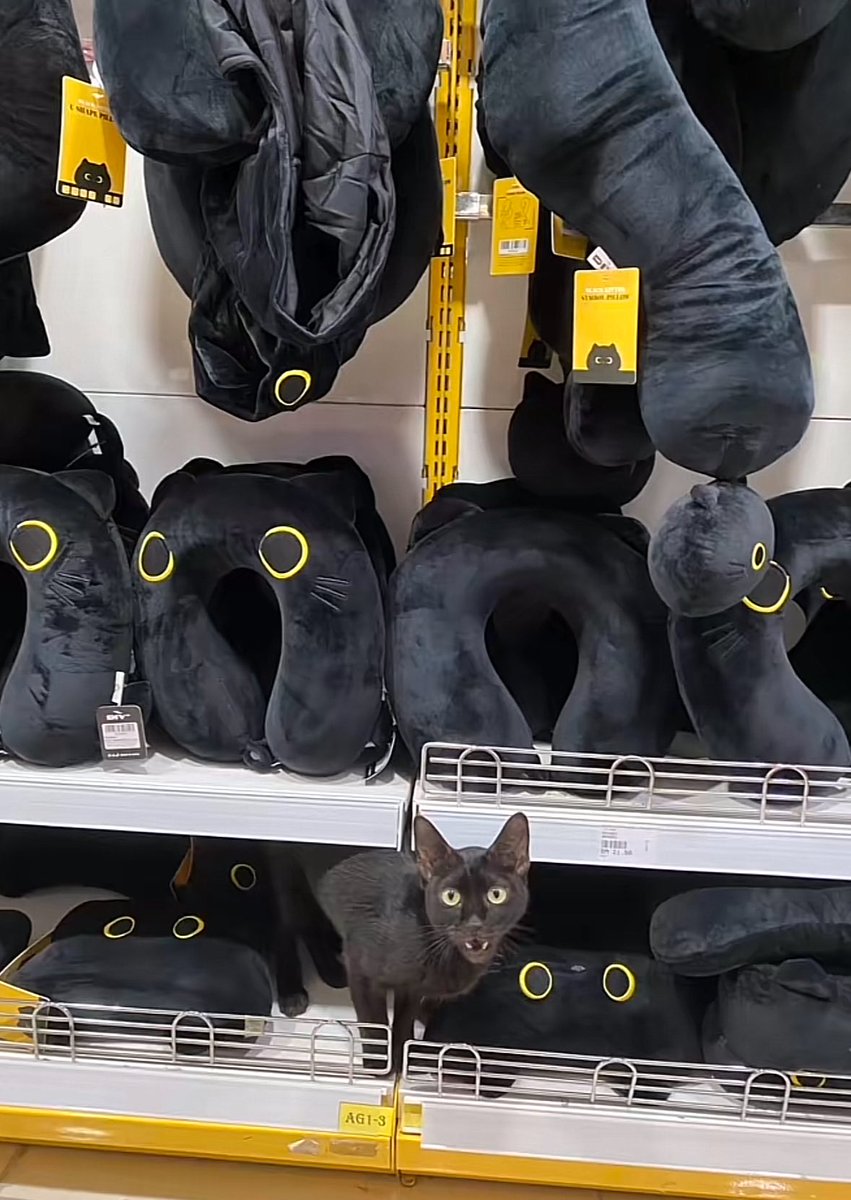 catshouldnt's tweet image. 