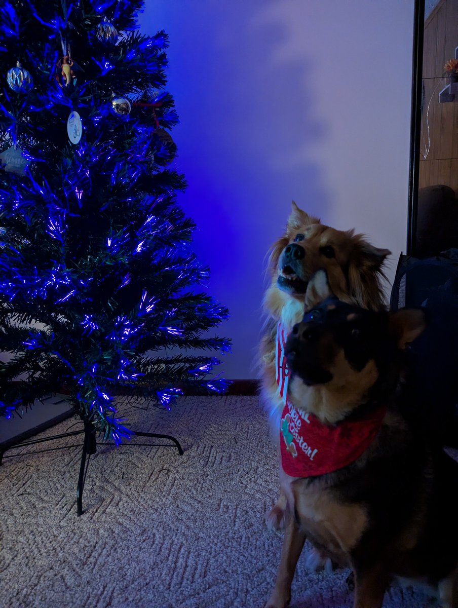 agirlandagame's tweet image. Merry Christmas, Happy Yule and Happy Holidays everyone! Clementine and Bear are ready for their treats 🎄❤️