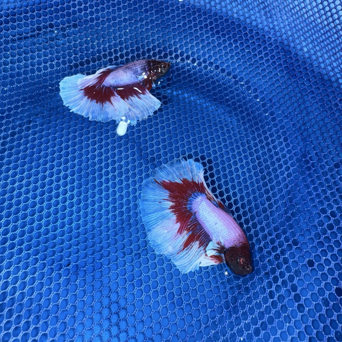 M_HappyFish's tweet image. เจ้าเด็กจิ๋ว 🐟🤏🏼