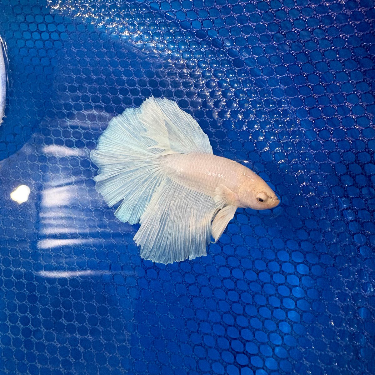 M_HappyFish's tweet image. เจ้าเด็กจิ๋ว 🐟🤏🏼