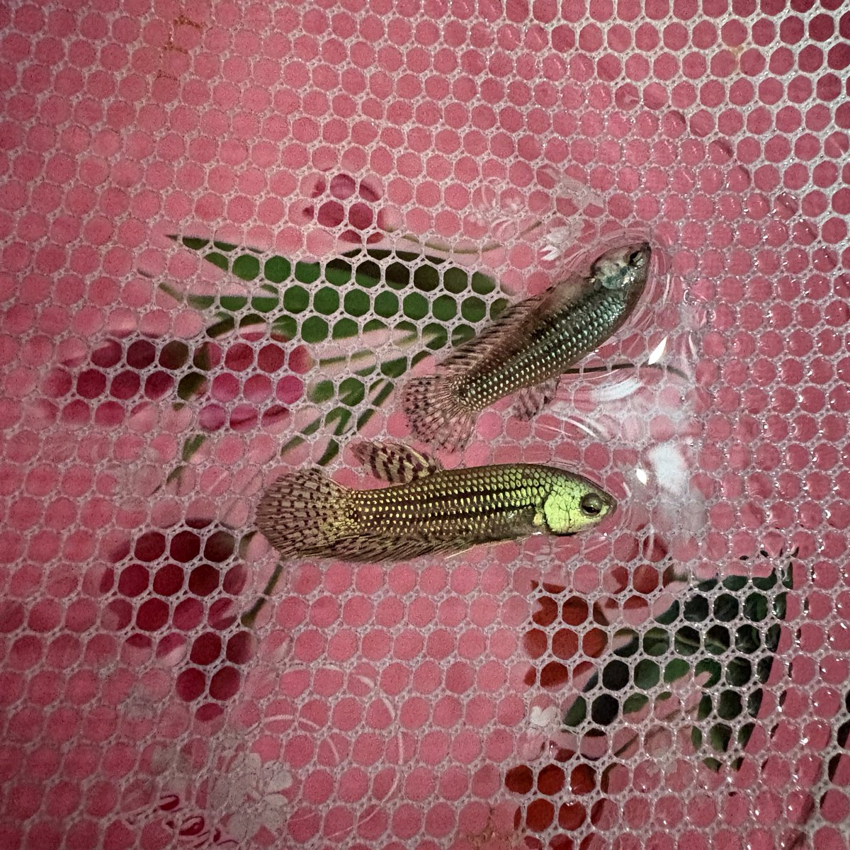 M_HappyFish's tweet image. เจ้าเด็กจิ๋ว 🐟🤏🏼