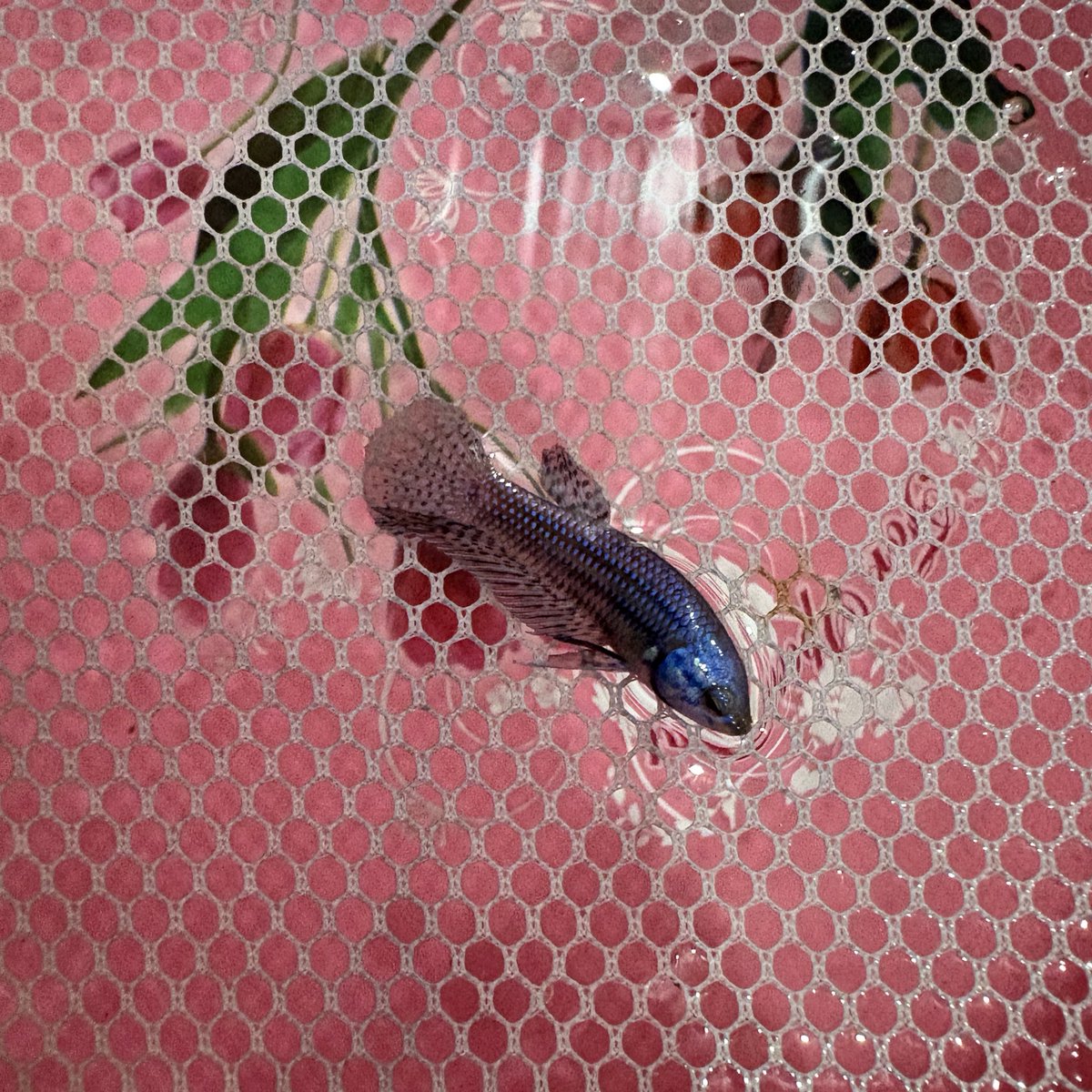 M_HappyFish's tweet image. เจ้าเด็กจิ๋ว 🐟🤏🏼