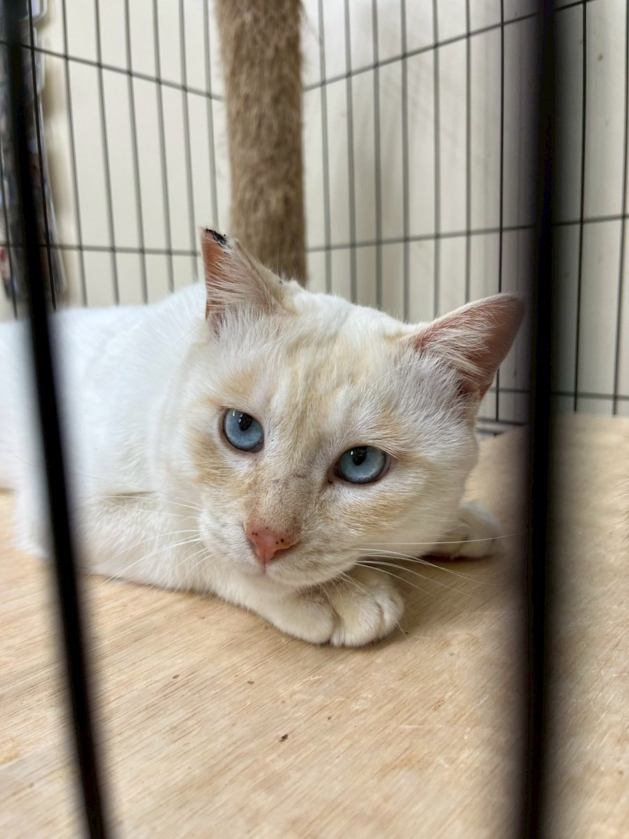 ご予約たくさんありがとうございます！
まだ予約に空きがあります○
ぜひお待ちしております💕
#石川県  #猫  #保護猫 #里親募集中
#こねこサポーター