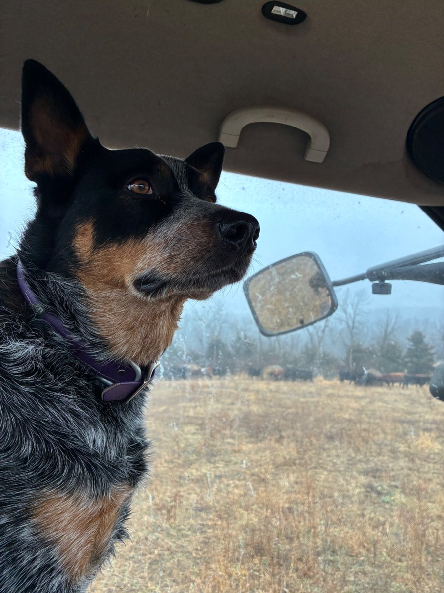 Redcowsforever's tweet image. Me and Gus doing our annual Christmas morning feeding in foggy Southern Iowa. Just us, the cows and Christmas songs on the radio, one of our favorite things. At least the fog should make for some nice April rain.