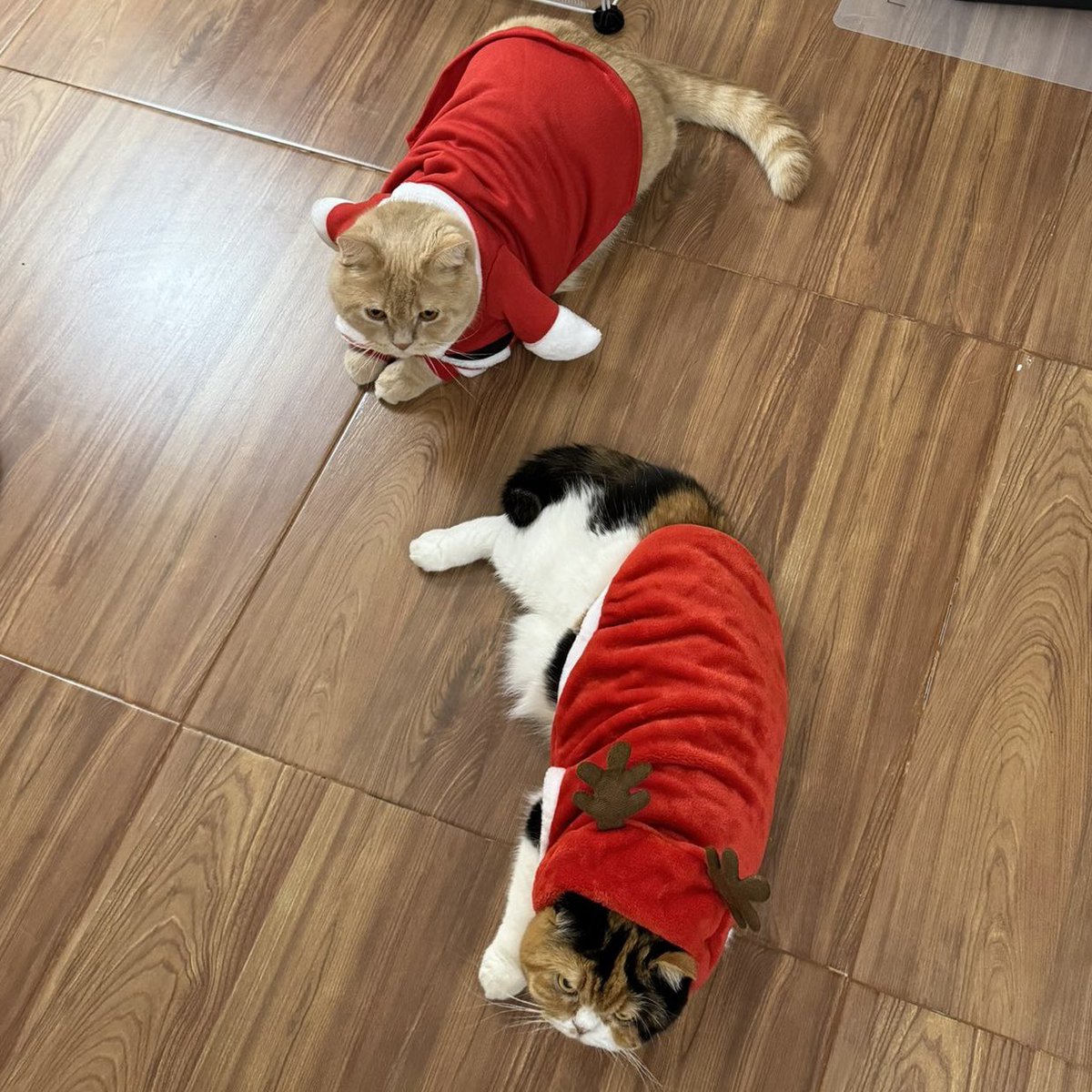 <a href="/kungnr/">NTW</a> กวางตัวนี้ขอไม่รับซานต้าตัวไหน(ป้อง)ทั้งนั้น เดินไปเองสิ