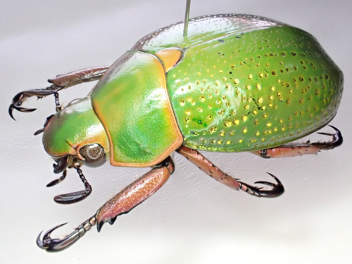 蟲眼鏡 (@meganemushi1229) / Posts / X