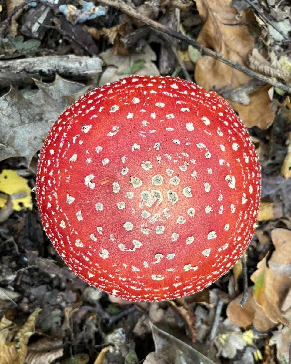 Highgate Wood tweet media