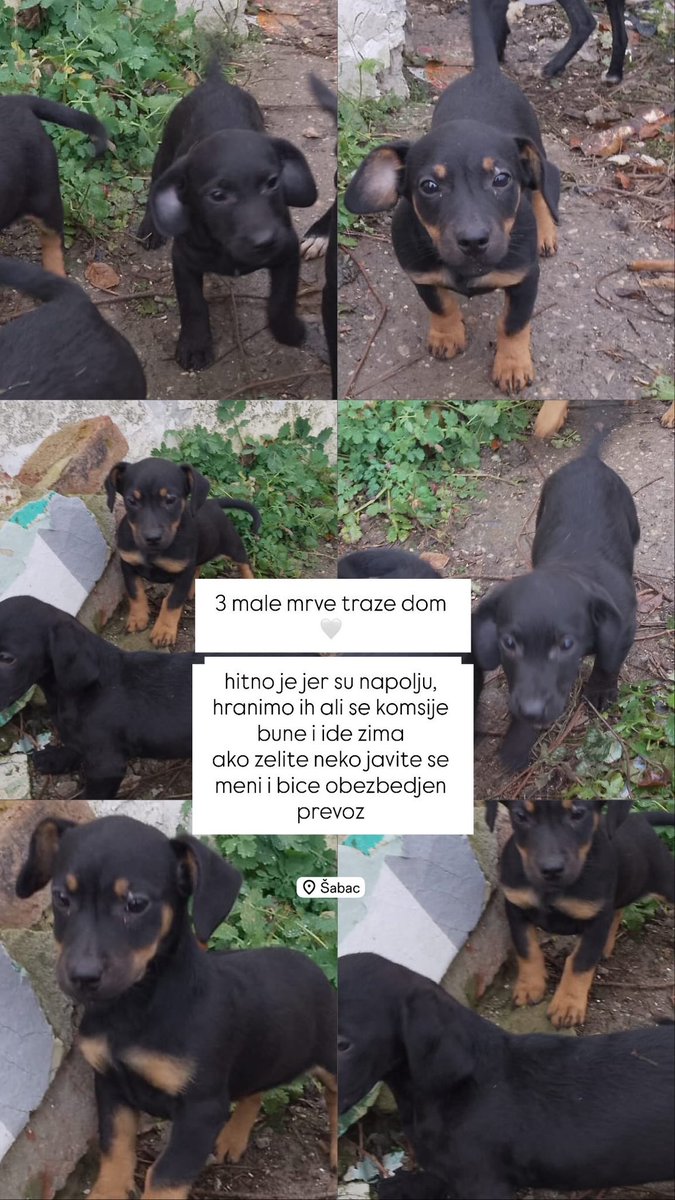 #šabac #caosvima #udominekupuj #udomljavanje #stenci #psi ko moze nek deli 🩷
