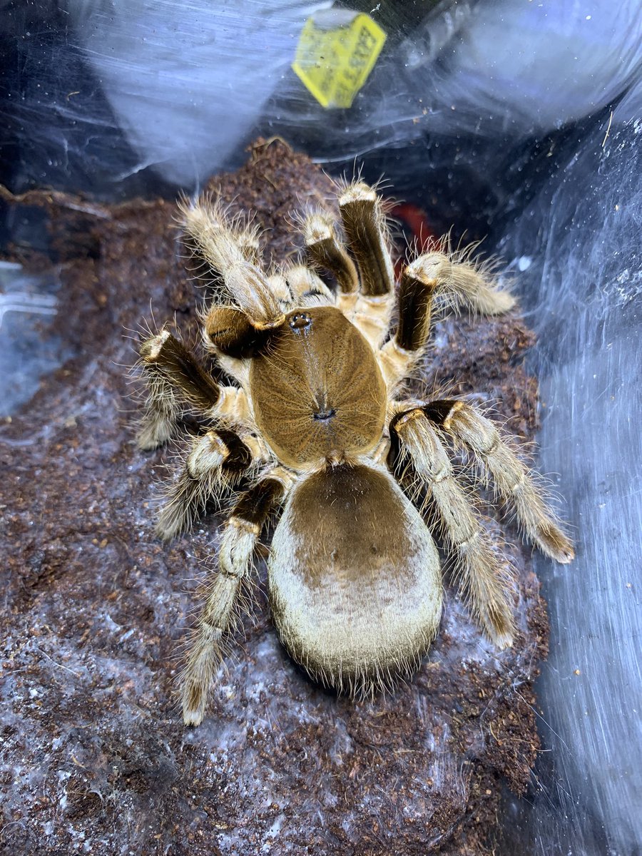 ヘラクレスとラティセプス 違うんだよ母ちゃん