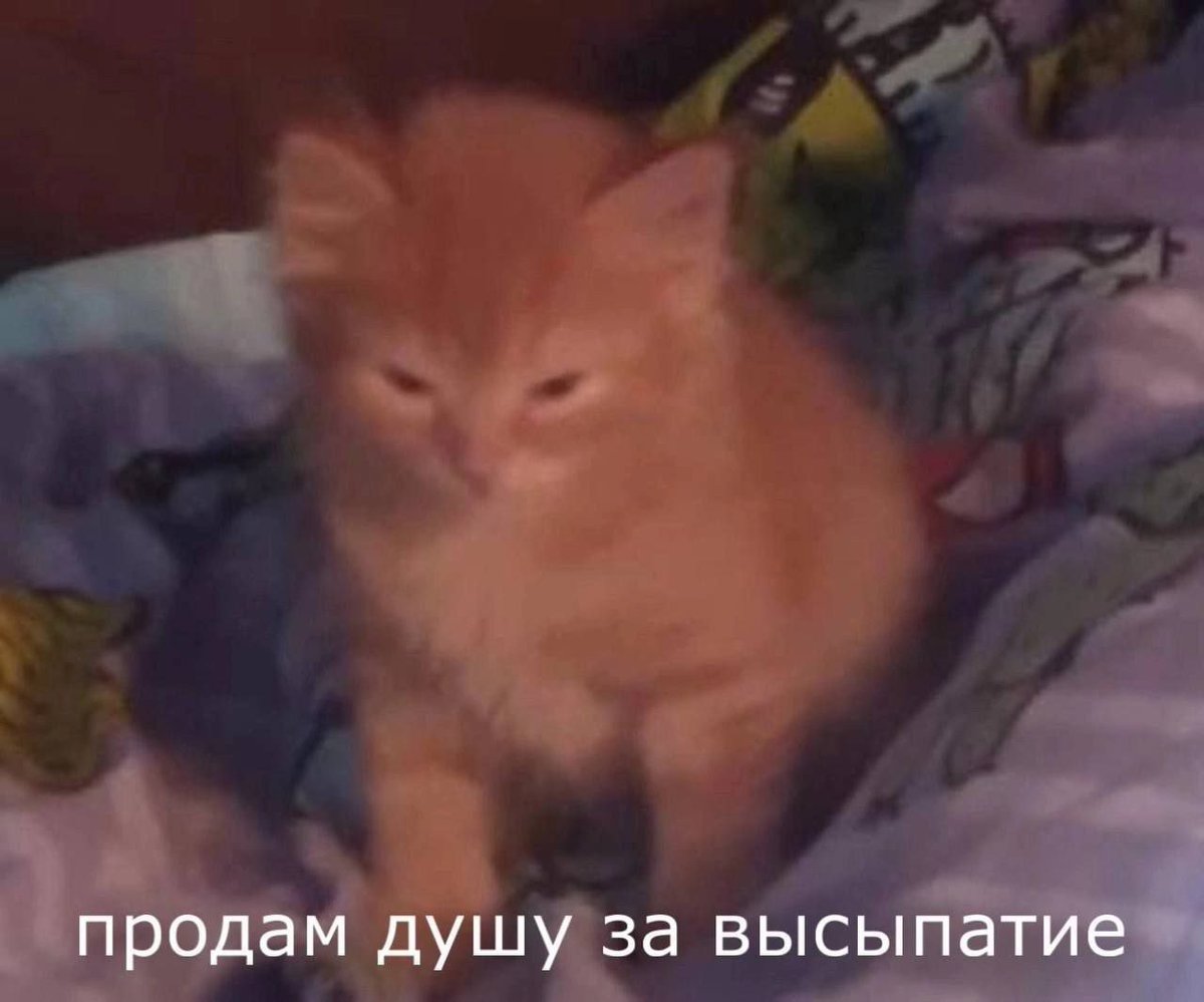 cats, i love cats (@catsilcats) on Twitter photo 