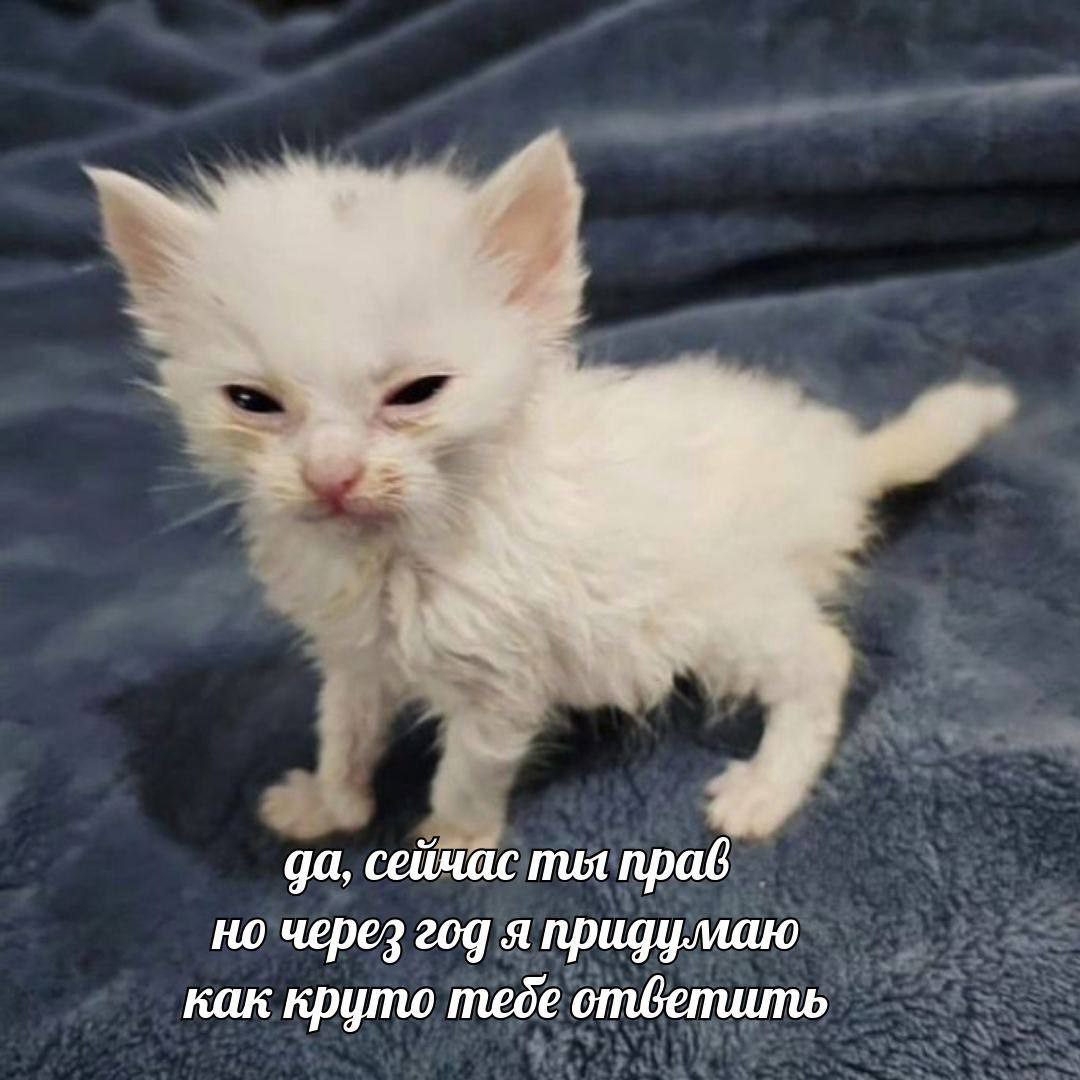 catsilcats's tweet image. 