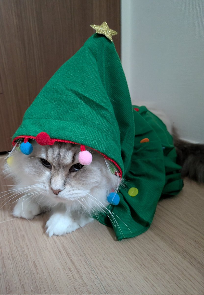 cheskun_spl's tweet photo. クリスマスらしいことしなかったからツリーだけ建てといた https://t.co/AovklKgXc7